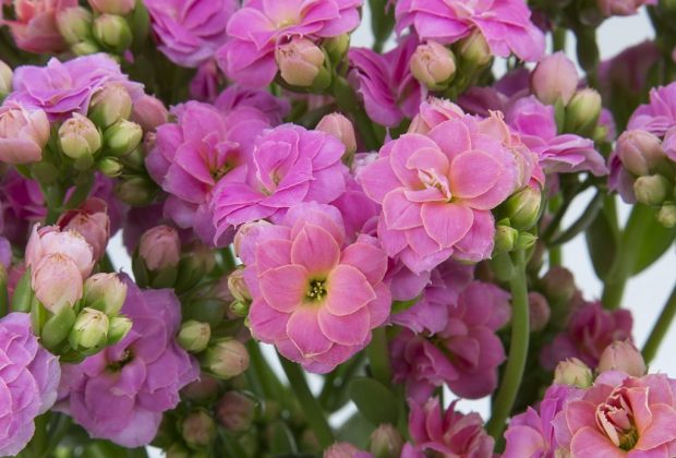 Produtores apostam nas flores cor-de-rosa como diferencial para o Dia das Mães