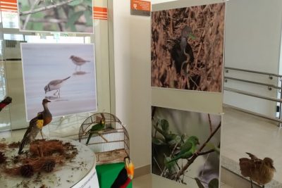 Com colaboração do Museu de História Natural, Senac faz exposição sobre aves da Mata Atlântica