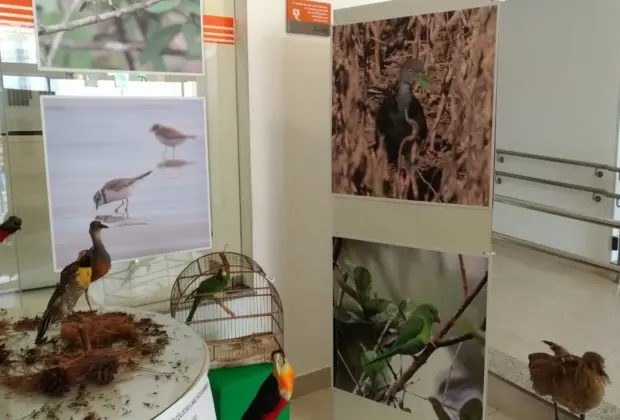 Com colaboração do Museu de História Natural, Senac faz exposição sobre aves da Mata Atlântica