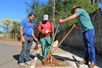 Prefeitura realiza plantio de mudas e amplia espaços-árvore na zona urbana de Holambra