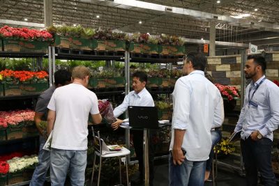 Veiling Market indica boas expectativas para o mercado de flores e plantas em 2019