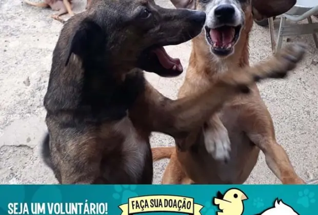 Grupo de proteção animal se une para ajudar massivamente e de maneira mais efetiva os animais