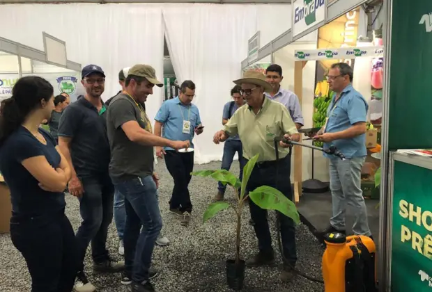 Embrapa apresenta Plano Nacional de Contingência para raça 4 Tropical de Fusarium na Feibanana