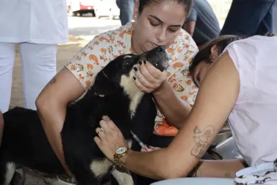 CCZ e voluntários iniciam coleta de sangue para investigar Leishmaniose Visceral Canina