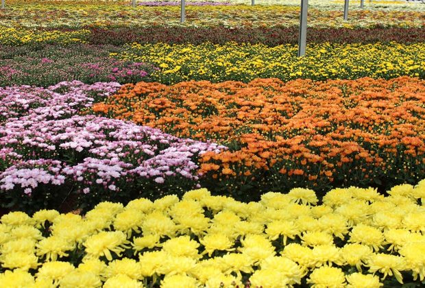 Produtores abrem estufas de flores e plantas para turistas no próximo fim de semana