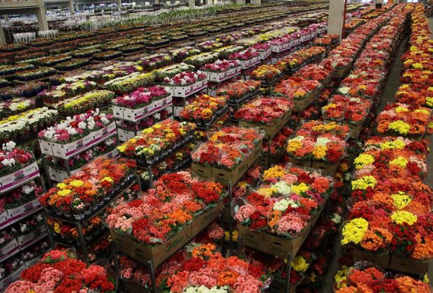 Mercado de flores e plantas vê com otimismo a chegada do Dia das Mães