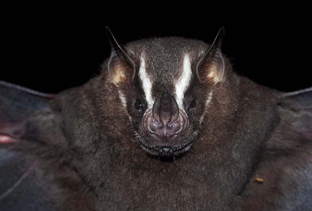 Morcego com raiva é encontrado e Zoonoses faz bloqueio vacinal