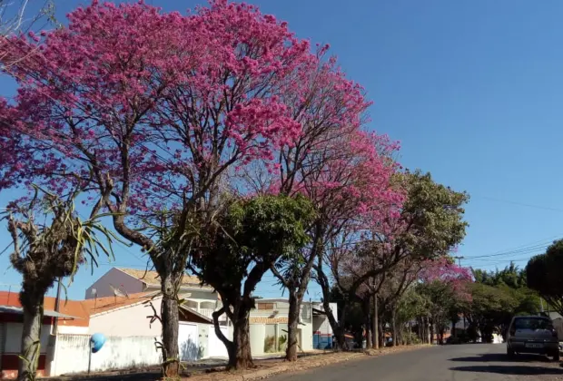 Vai e vem do frio deixa presente para a cidade em forma de flores de ipê