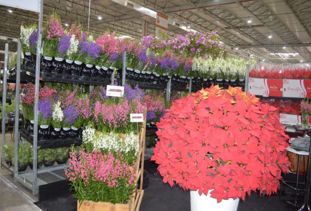 Veiling Market chega a sua 20ª edição se consolidando no calendário de eventos do setor de flores e plantas