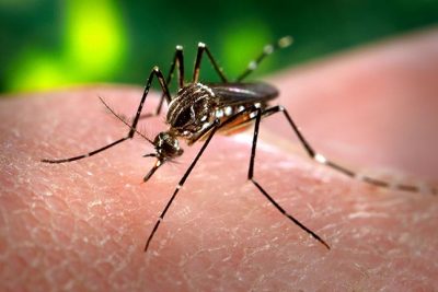 Secretaria de Saúde atualiza dados sobre sarampo e dengue