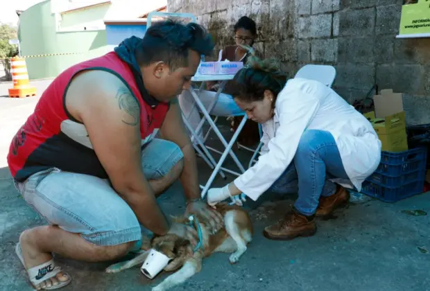 Vacinação contra raiva animal em Jaguariúna será nos dias 26/10, 9 e 23/11 e 07/12