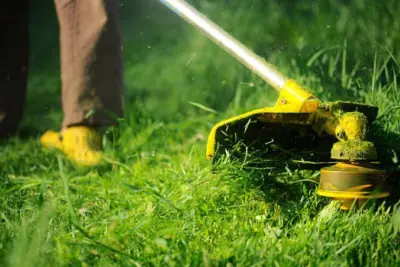 Prefeitura alerta para a importância de manter terrenos e quintais limpos