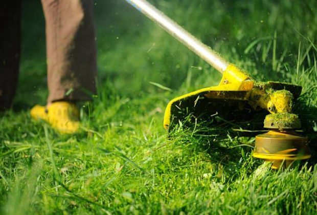 Prefeitura alerta para a importância de manter terrenos e quintais limpos