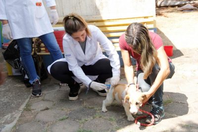 Vacinação contra raiva animal em Jaguariúna tem terceiro dia de campanha neste sábado (23/11)