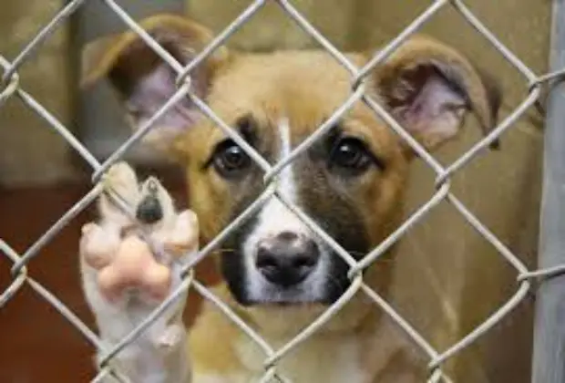 Venda de animais de estimação em ruas é proibida