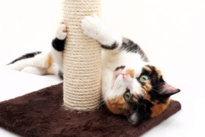 Arranhadores para gatos: descubra a importância deste brinquedo e como fazer um em casa!
