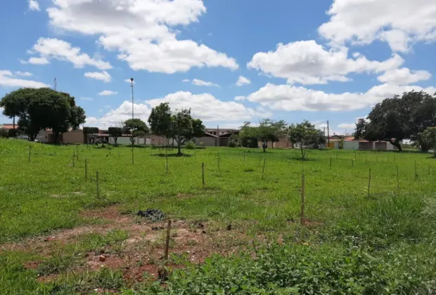 Saama planta 2.685 mudas de árvores entre abril e novembro de 2019 em Mogi Guaçu