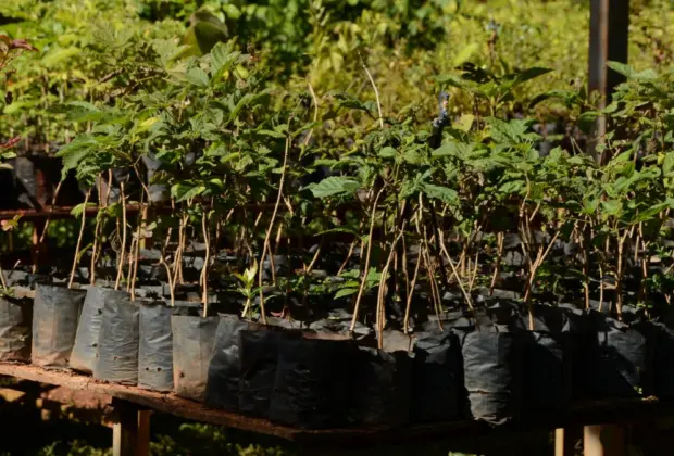 SAAMA doa 156 mil mudas para plantio em áreas verde em Mogi Guaçu