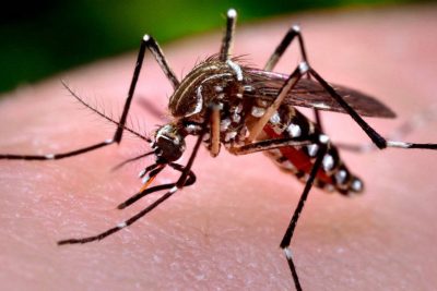 JH – SÃO PAULO: Estado enfrentou epidemia com 442 mil casos de suspeitas de dengue em 2019