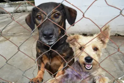 OR – Abrigo Municipal de Animais presta importante atendimento em Pedreira