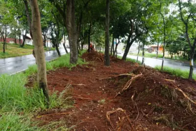 Ciclovia passará entre árvores do canteiro da Avenida dos Trabalhadores