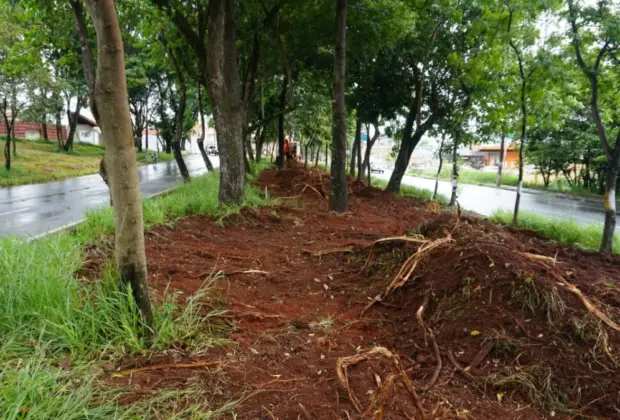 Ciclovia passará entre árvores do canteiro da Avenida dos Trabalhadores