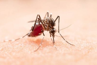 Vigilância epidemiológica confirma 652 casos de dengue em Mogi Guaçu
