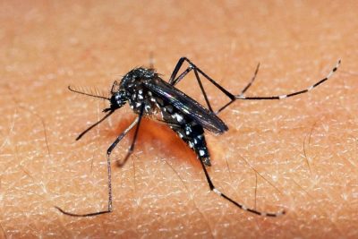 Vigilância Epidemiológica de Mogi Guaçu divulga novo relatório sobre a dengue