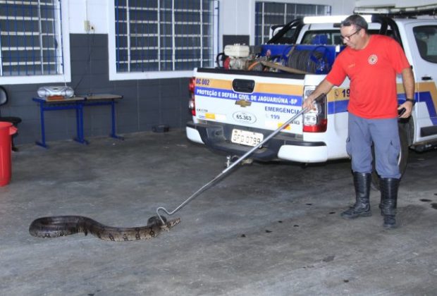 Jiboia de 2 metros é capturada em Jaguariúna
