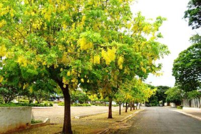 Serviços de arborização urbana devem ser solicitados no departamento de Agropecuária e Meio Ambiente em Jaguariúna