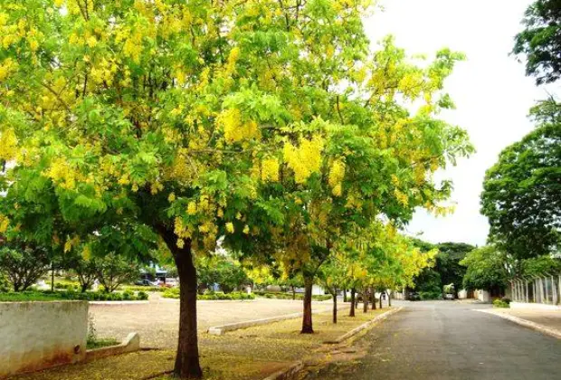 Serviços de arborização urbana devem ser solicitados no departamento de Agropecuária e Meio Ambiente em Jaguariúna