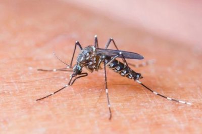 Pedreira registra 29 casos positivos para Dengue em 2020