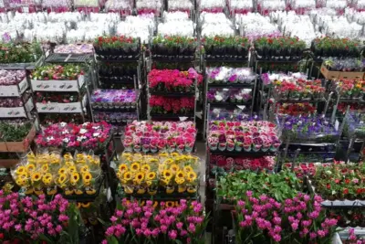 Ibraflor pede ajuda à Frente Nacional dos Prefeitos para garantir funcionamento das floriculturas
