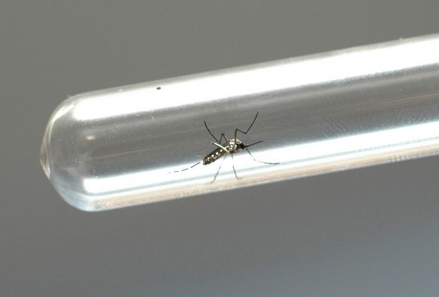 Casos de dengue caem 77% em Jaguariúna