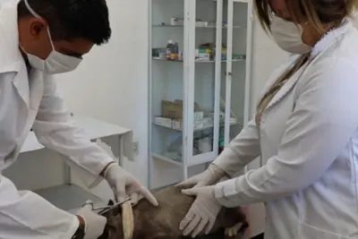Unidade de Vigilância em Zoonoses já atendeu cerca de 400 animais em Artur Nogueira