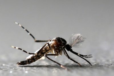 Mogi Guaçu registra 1.600 casos de dengue