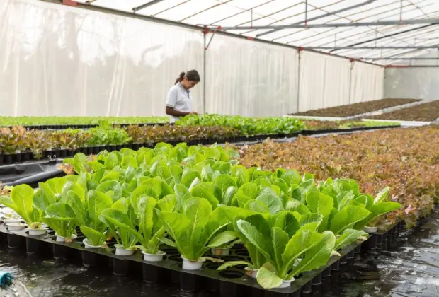 Dia do Agricultor: Apoio do Sicredi é decisivo para desenvolvimento do agronegócio brasileiro