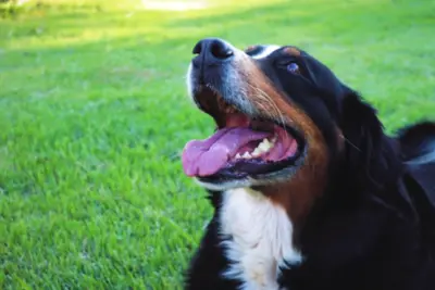 “Essa Live é o Bicho” será apresentada nesse sábado