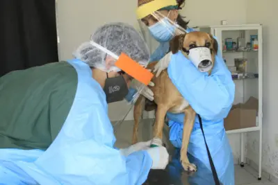 Posto Veterinário da Prefeitura de Jaguariúna retoma atendimento