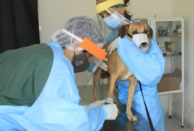 Posto Veterinário da Prefeitura de Jaguariúna retoma atendimento