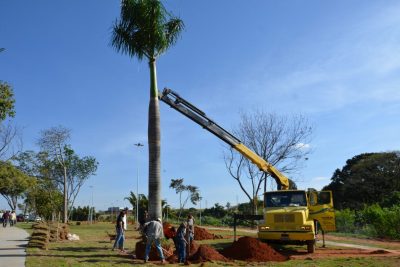 SAMA faz plantio de Palmeiras no Parque Linear do bairro Santa Bárbara – Itapira