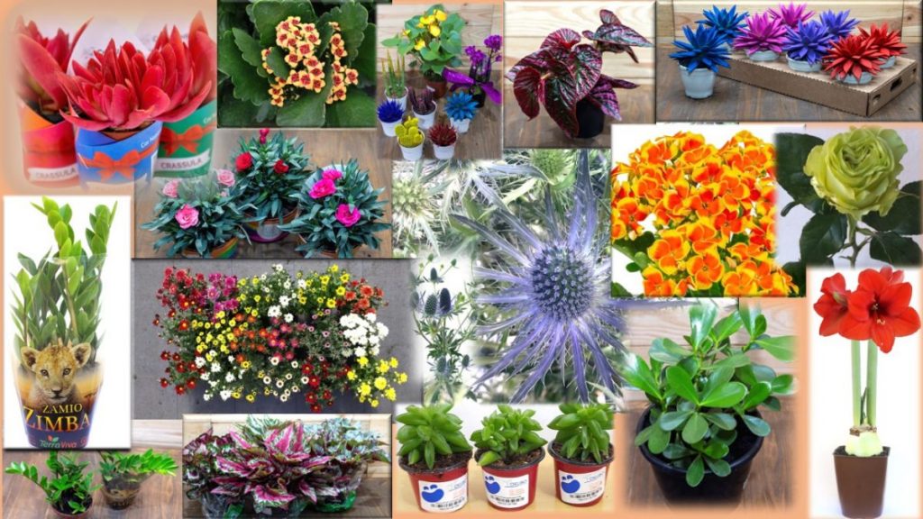 Novidades em flores e plantas estão prontas para dar às boas-vindas à  Primavera ‹ O Regional