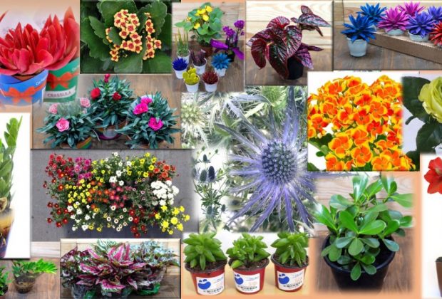 Novidades em flores e plantas estão prontas para dar às boas-vindas à Primavera