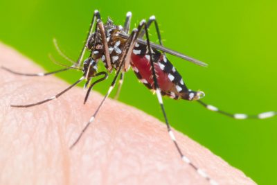 Vigilância Epidemiológica registra 1.769 casos de dengue