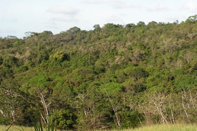 Inventário Florestal aponta 11% de vegetação nativa em Engenheiro Coelho