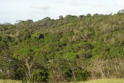 Inventário Florestal aponta 11% de vegetação nativa em Engenheiro Coelho