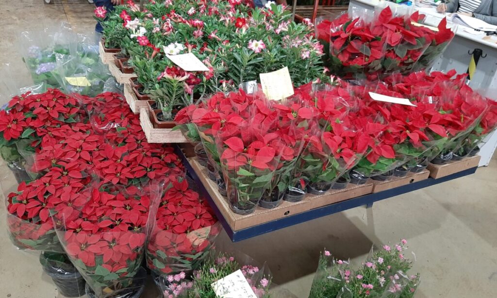 NATAL NO CEAFLOR – Mercado atacadista de flores, plantas, acessórios e  decoração dedica três dias da semana ao consumidor final ‹ O Regional