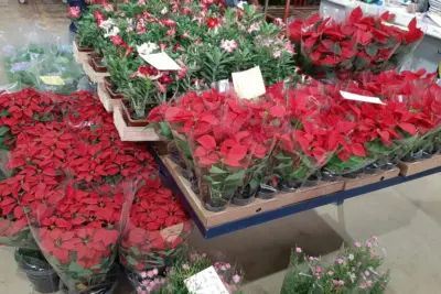 NATAL NO CEAFLOR – Mercado atacadista de flores, plantas, acessórios e decoração dedica três dias da semana ao consumidor final