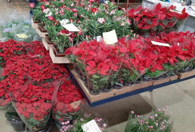 NATAL NO CEAFLOR – Mercado atacadista de flores, plantas, acessórios e decoração dedica três dias da semana ao consumidor final