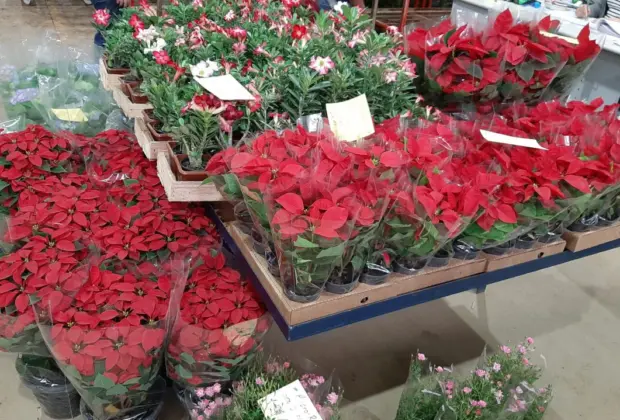 NATAL NO CEAFLOR – Mercado atacadista de flores, plantas, acessórios e decoração dedica três dias da semana ao consumidor final